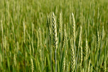 The picture shows a field with ripening green wheat. Ears of wheat.