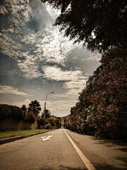 Camino de flores