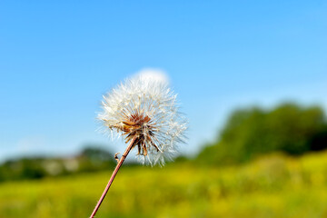 Naklejka premium The picture shows a dandelion flower with ripe seeds against a blue sky.