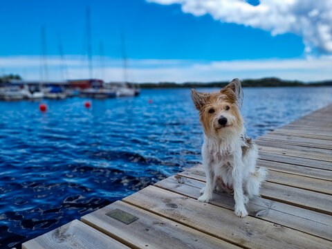 Kromfohrl&auml;nderh&uuml;ndin im Hafen von Blankaholm, Sm&aring;land, S&uuml;dschweden