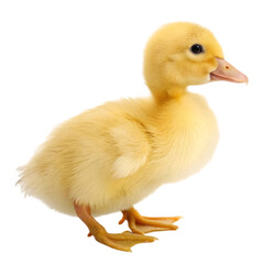 baby duck isolated on white