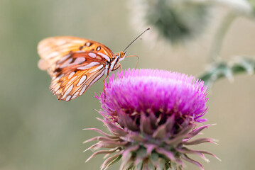 butterfly on a flower
