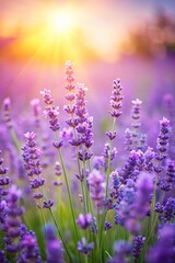 Obraz premium Purple lavender flowers on sunny beautiful nature summer background. 