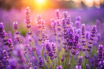 Obraz premium Purple lavender flowers on sunny beautiful nature summer background. 