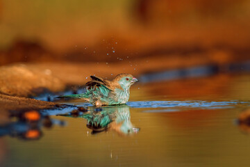 Blue-breasted Cordonbleu bathing in waterhole with reflection  in Greater Kruger National park, South Africa ; Specie Uraeginthus angolensis family of Estrildidae