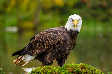 american bald eagle