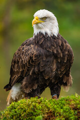 portrait of a bald eagle