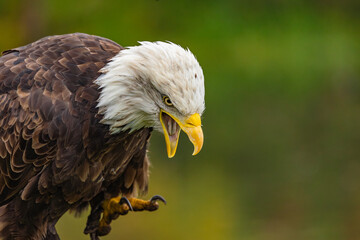 portrait of a bald eagle
