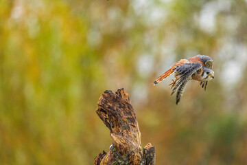 Little bird flying away 
