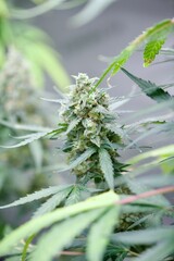 close up of a cannabis plant