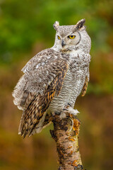 Owl sitting on tree watching surroundings 