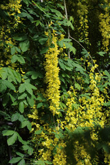 Closeup of sunlit Laburnum flowers, Derbyshire England
