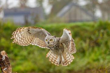 Owl spreading it's wings during flight 