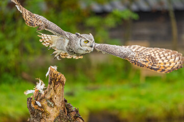 Owl spreading it's wings during flight 
