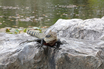 Eastern Water dragon lizard, Sydney New South Wales Australia
