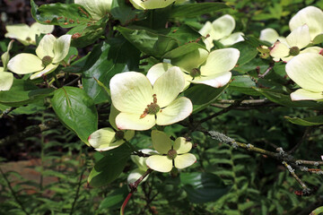 Kousa Dogwood flowers, Derbyshire England
