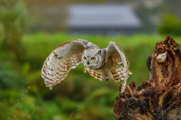 Fototapeta premium Owl spreading it's wings during flight 