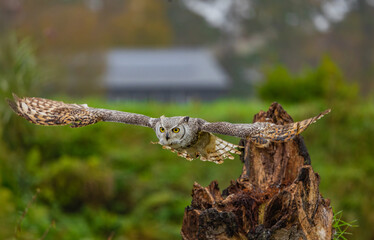 Fototapeta premium Owl spreading it's wings during flight 