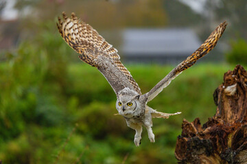 Owl spreading it's wings during flight 