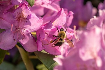Fototapeta premium Bee pollinating pink rhododendron flowers