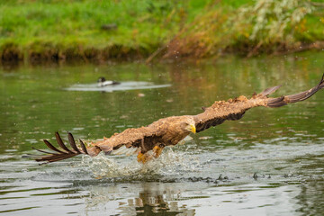 Hunting eagle in flight 