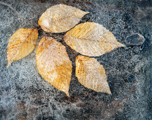 Autumn leaves of American beech tree (Fagus grandifolia) frozen in ice in winter.
