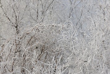A titmouse bird sits on a branch of a tree covered with frost