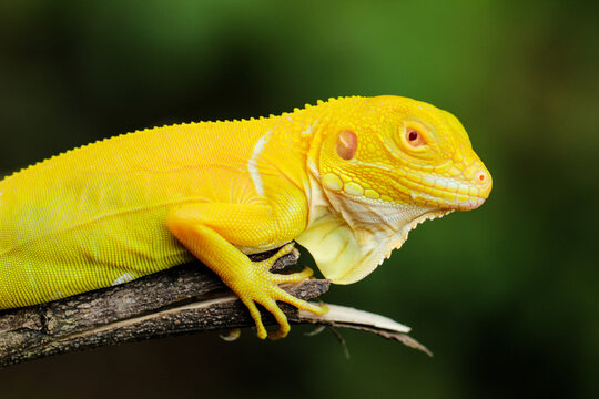 Stunning Albino Iguana on Tree Branch &ndash; A Vibrant Close-up