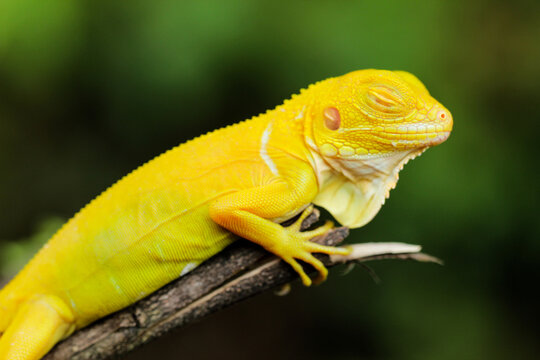 Stunning Albino Iguana on Tree Branch &ndash; A Vibrant Close-up