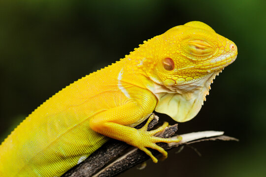 Stunning Albino Iguana on Tree Branch &ndash; A Vibrant Close-up