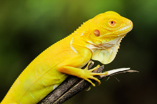Stunning Albino Iguana on Tree Branch &ndash; A Vibrant Close-up