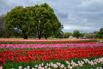 Striking rows of red, pink, and yellow tulips bloom under a cloudy sky Expo '70 Commemorative Park in Osaka, Japan. The scene evokes the parks legacy and Japan's horticultural prowess.