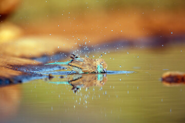 Blue-breasted Cordonbleu bathing in waterhole with reflection in Greater Kruger National park, South Africa ; Specie Uraeginthus angolensis family of Estrildidae