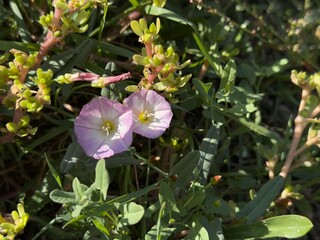 Convolvulus arvensis pink flower. Close-up. Field bindweed, include lesser, European bindweed, withy wind, perennial morning glory, small-flowered morning glory, creeping jenny, and possession vine.
