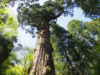 英彦山の鬼スギ