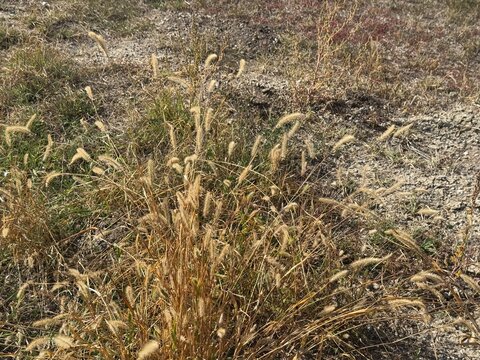 Dry setaria viridis flower plant close-up. Setaria viridis, yellow bristlegrass. Setaria viridis near a tree. Common names, including green foxtail, green bristlegrass, and wild foxtail folks.
