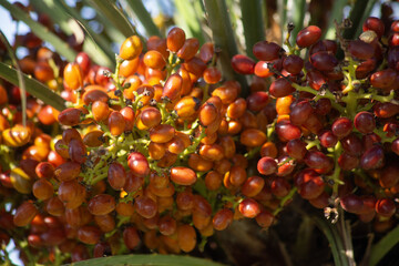 Macro Date palm fruits against the blue sky in autumn in Budva, Montenegro. High quality photo