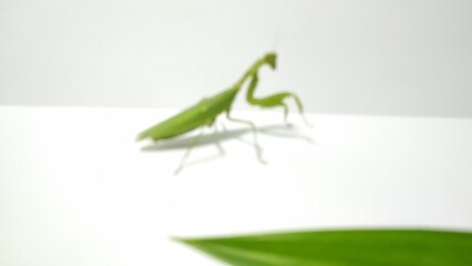 Blur photo of praying mantis posing behind pandan leaves isolated on white background
