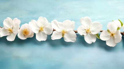 Obraz premium Soft white flowers with yellow centers are delicately placed on a slender branch, creating a peaceful and calming display against a light blue backdrop.