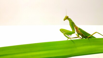 A green praying mantis staring away on a pandan leaf in front of the camera on a white background