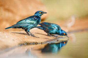 Two Cape Glossy Starling drinking in waterhole with reflection in Greater Kruger National park, South Africa ; Specie Lamprotornis nitens family of Sturnidae