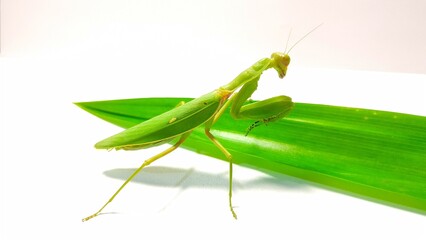 green praying mantis pose in front of green pandan leaves on a white background