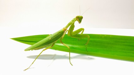 pose of a green praying mantis facing the camera in front of green pandan leaves on a white background