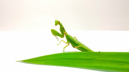 green praying mantis pose behind green pandan leaves on a white background