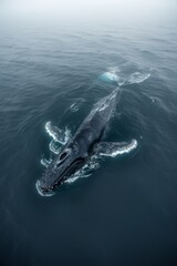 Fototapeta premium A humpback whale emerging from deep blue ocean water. The color palette is dark silver and light navy.