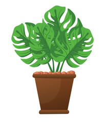 Monstera in a pot. Vector illustration isolated on white background.