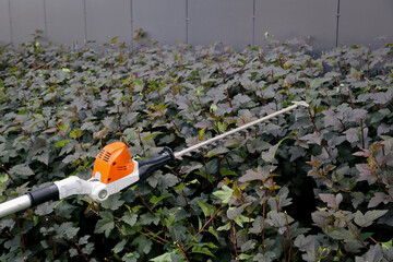  Gardening and agriculture concept - Garden sprayer spraying water on plants