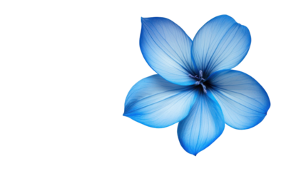 Light blue transparent flower with five petals blooming on checkered background
