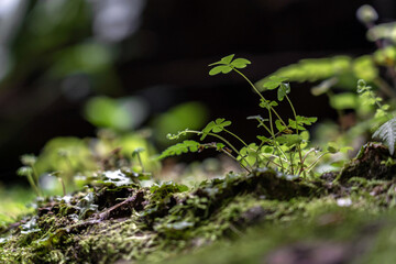 St. Patricks Day Background. Grunge green background with four leaf clovers