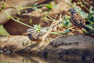Cinnamon breasted Bunting standing along waterhole in Greater Kruger National park, South Africa ; Specie Fringillaria tahapisi family of Emberizidae